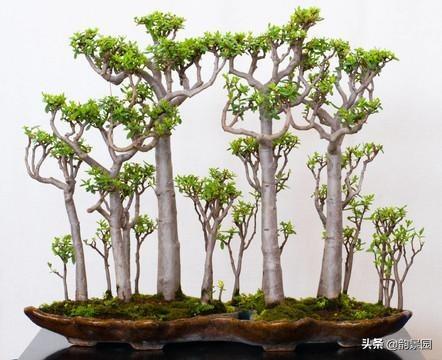 玉树养成盆景的几个技巧，为什么有人养在室内就容易挂掉呢？插图1