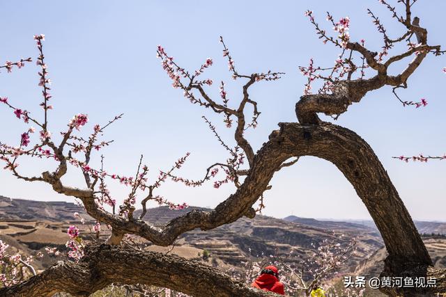 4大桃花月份;桃花2月份开花吗