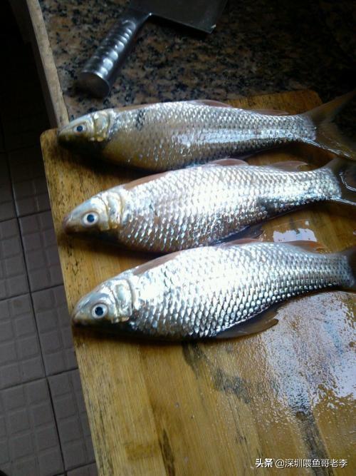 哪些鱼含有甲醛和重金属，为什么广东人把罗非鱼、鲮鱼、清道夫鱼称为三大“垃圾”鱼