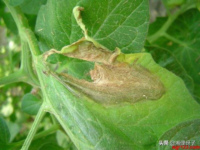 头条问答 - 豇豆灰霉病有哪些症状,原因是什么,怎么防治?(3个回答)