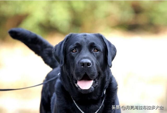 拉酷拉布拉多犬舍:买家养的拉布拉多好还是犬舍的好？ 北京拉布拉多犬舍