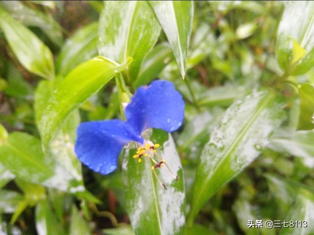 农村山里的野生药材，怎么卖出去，有销路吗？