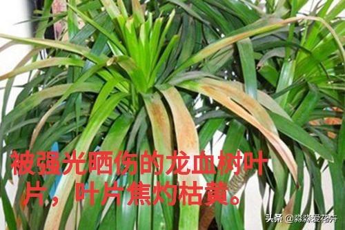 量天尺干瘪发黑:丽格海棠根部干瘪黑是怎么回事？