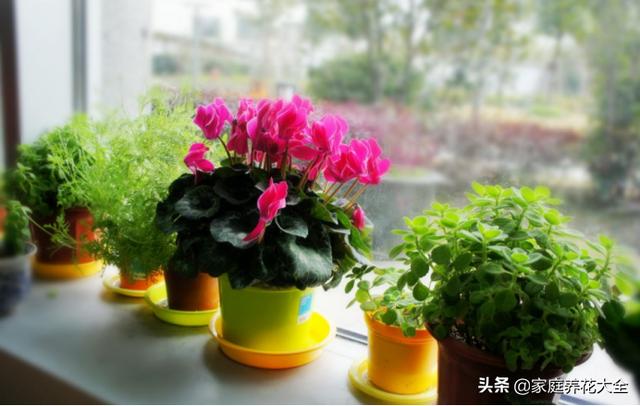 仙客来图片大全大图:仙客来只开了一年花，以后几年只长叶子不开花，是怎么回事？