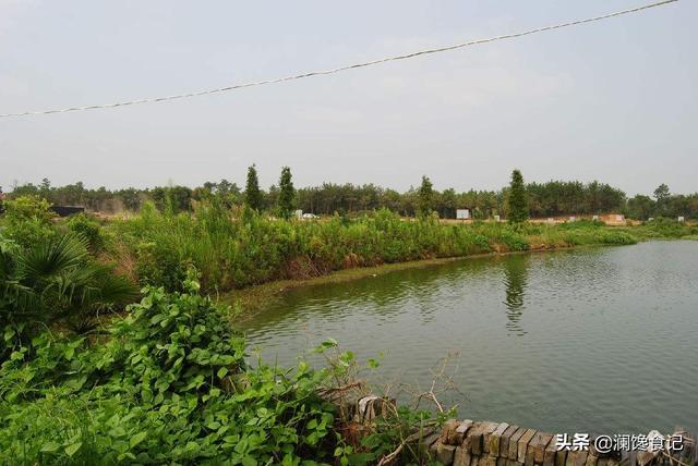 最大的淡水观赏鱼图片:淡水观赏鱼图片大全 淡水鱼中的黑鱼最大能长到多少斤？