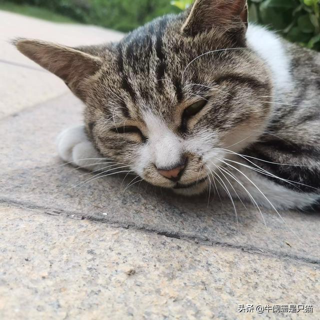 猫的智商排行？