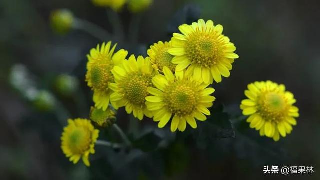 家里种有黄菊花，花朵可以直接泡水喝吗？