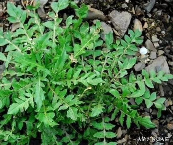 荠荠菜有何功效？
