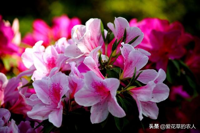 四季杜鹃花夏天怎么养:杜鹃花7月8月用什么肥？