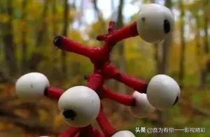 眼镜蛇瓶子草属:世界上最恐怖的植物是什么？
