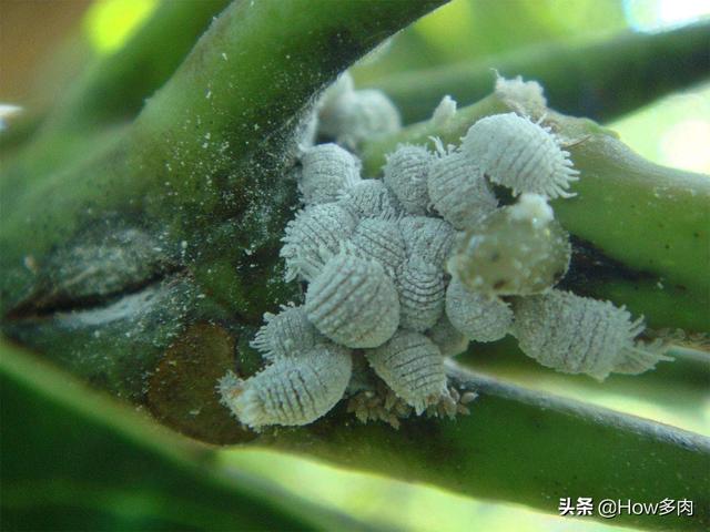 介壳虫图片:危害桃的介壳虫有哪几种？如何防治？