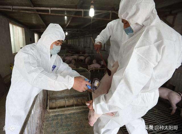伪狂犬疫苗大猪能注射多少