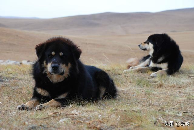 獒:巴西菲勒和巴西獒是一种犬吗？