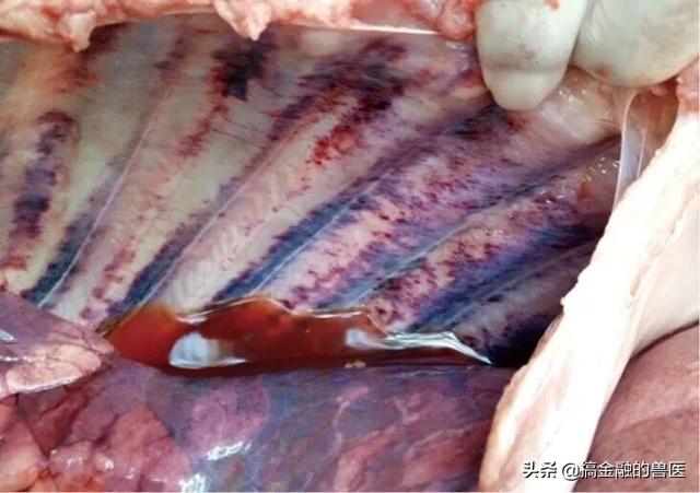 动物疫情测报终端:小猪发热死了去找人解剖说是猪瘟还有心肌炎怎么办？