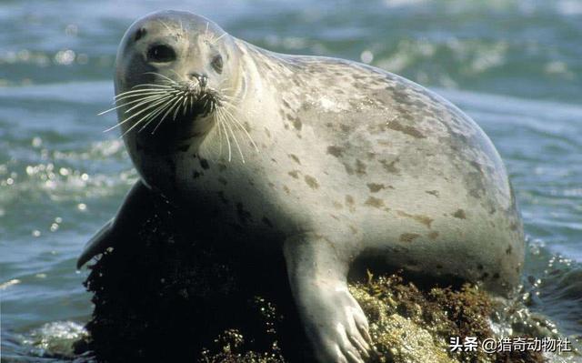 海豹,海象,海獅,海狗,海兔這幾種動物都有什麼不同?