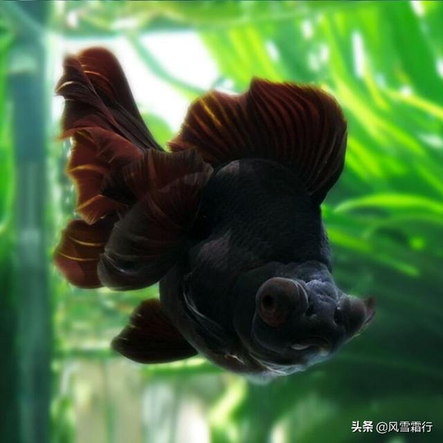 金鱼的喂食时间:几天给金鱼换一次水，几天给金鱼喂一次食？
