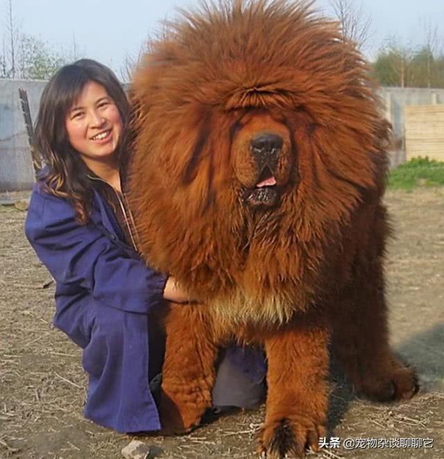 魅力科学 藏獒传奇:藏獒在我国有多少年的历史？为什么？