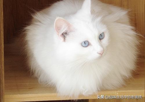 山东狮子猫和土耳其安哥拉猫:怎么鉴定猫猫是不是山东狮子猫？