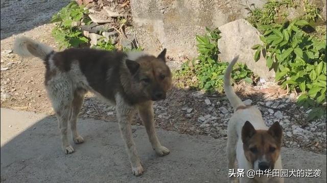 土狗图片:为什么说中华田园犬不比其他狗差呢？