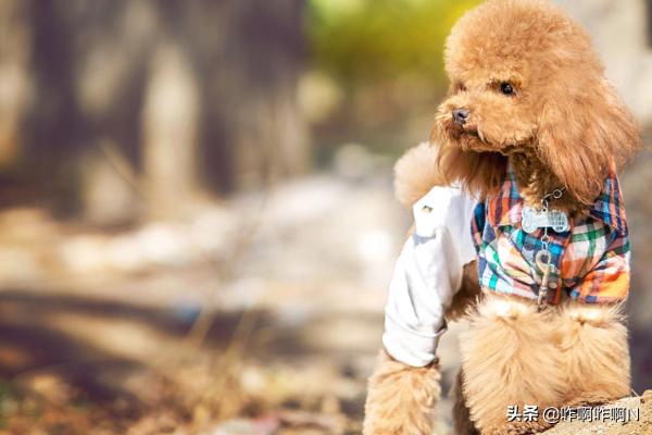 泰迪熊狗:泰迪熊犬打疫苗应该注意什么？