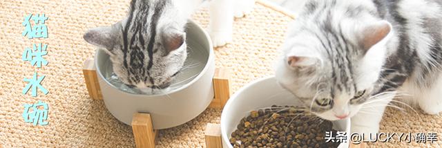 自动洗狗机:猫友们，推荐猫咪自动饮水机吗？