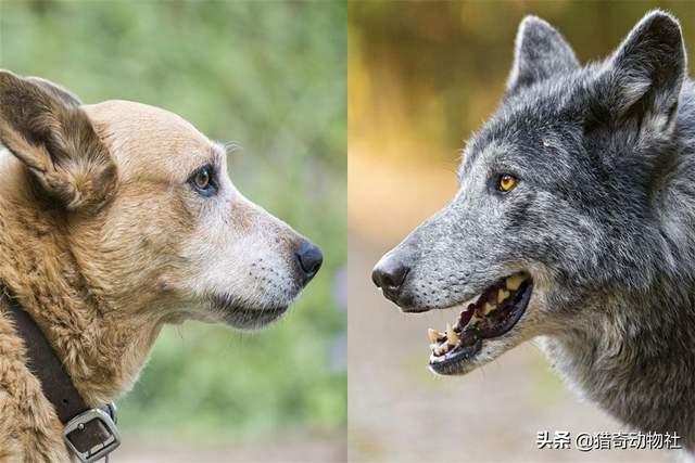 查尔斯王子伴侣犬:啥狗适合做家庭伴侣犬呢？
