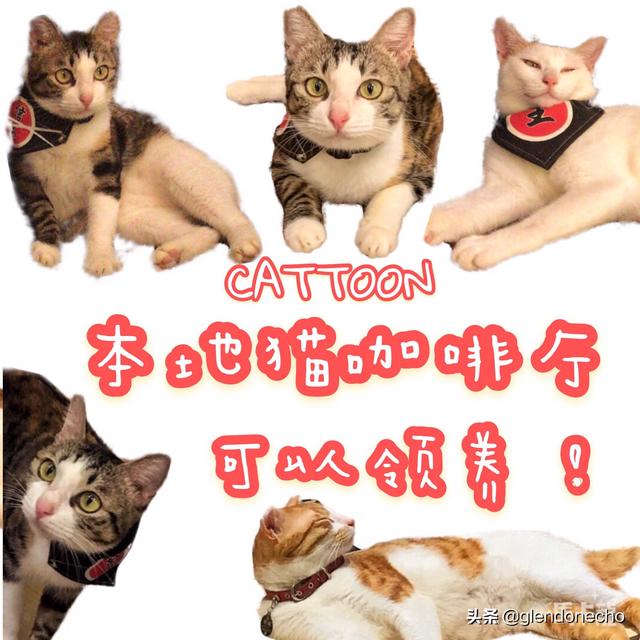 广州宠物猫厂家:广州宠物加盟店的排行榜？