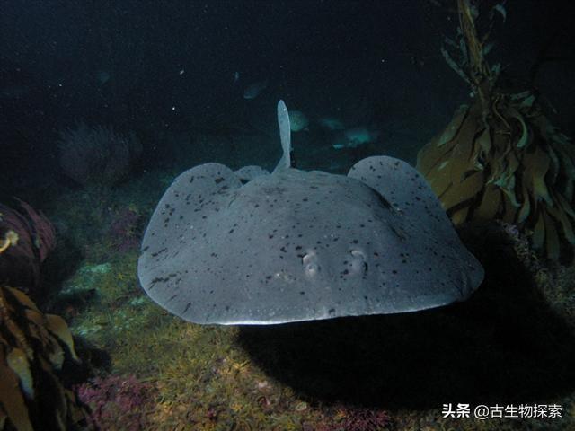 地球上除了电鳗之外,还有哪些动物会放电？