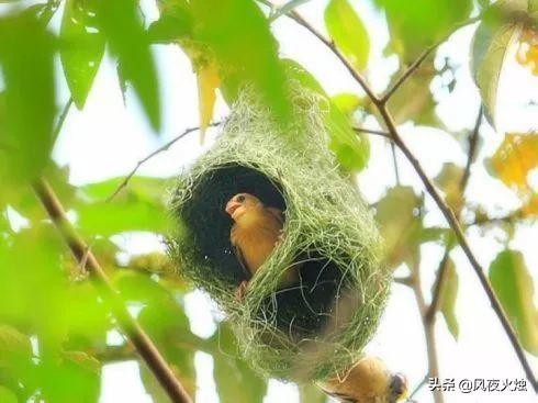 拍到天上有人，无人机拍到参天大树“结满果实”，镜头拉近，让人惊呼，咋回事