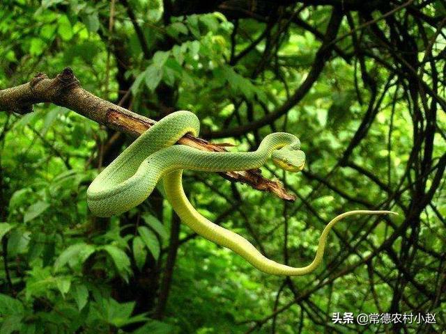 竹叶青蛇:村里种地的老爹说，竹叶青长大以后，就是小青龙！真的吗？