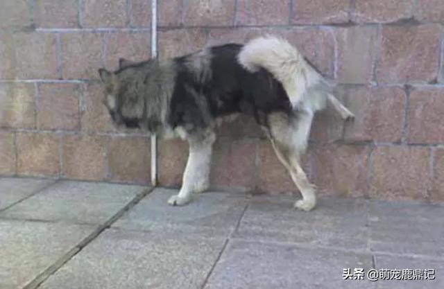 狗尿味道大:如何有效去除猫狗的屎尿残留味？
