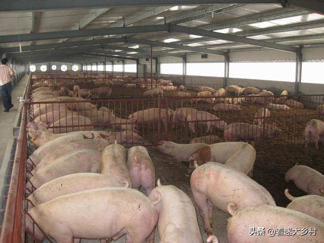 温氏死猪肉:农户怎么跟温氏公司合作养猪？