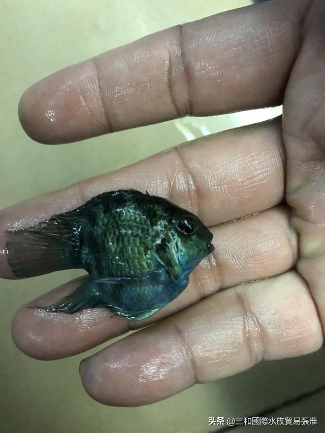 独角鹦鹉鱼怎么养起头:怎样能使迷你鹦鹉鱼产卵？