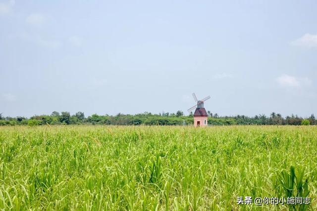 牧草种子:盐碱地养鸡种什么牧草种子拜托各位了3Q？