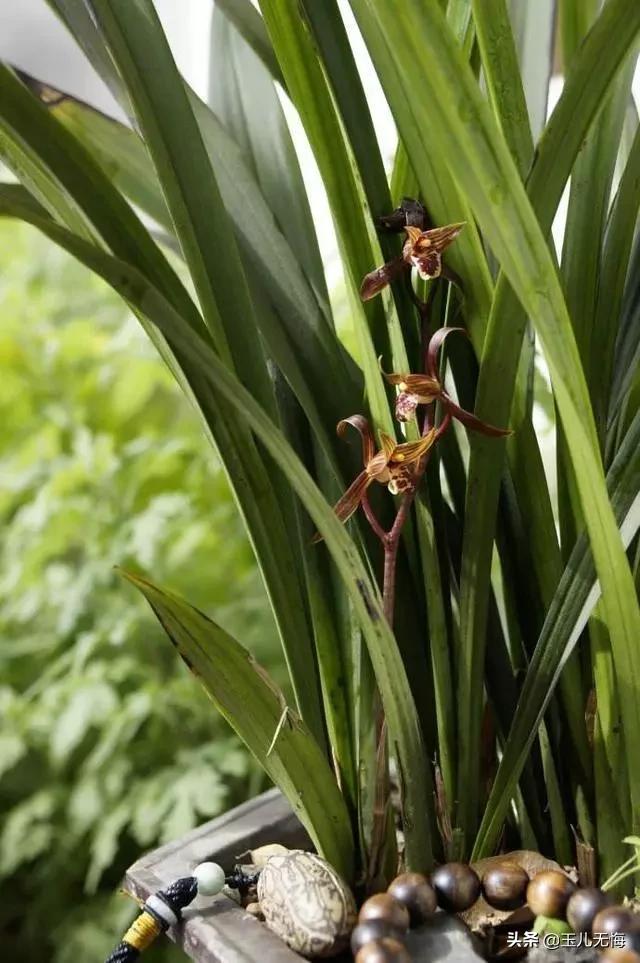 头条问答 - 黑兰花怎么养最好?(41个回答)