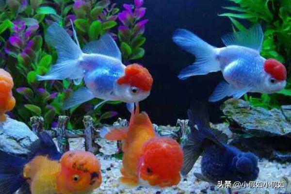 鱼缸水浑浊原因和解决方案:快速解决家中鱼缸水混的4点方法？