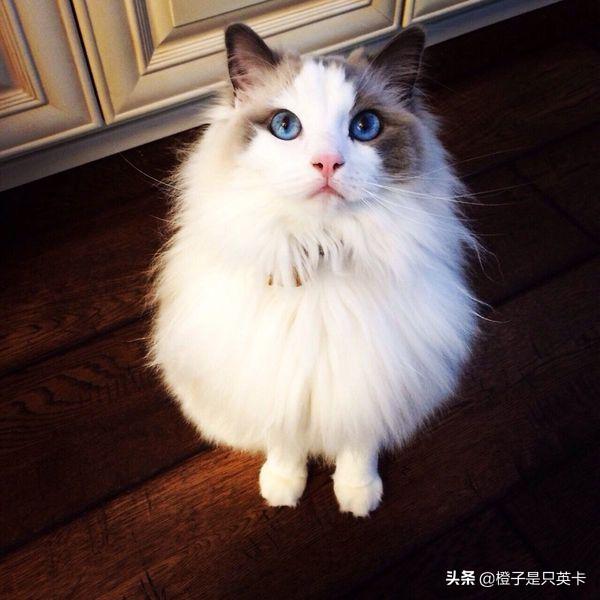 盐城宠物店布偶猫多少钱一只:正规宠物医院猫咪洗澡要多少钱？