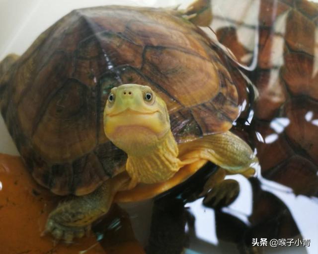 乌龟暴毙:乌龟买了两天就死了怎么回事？
