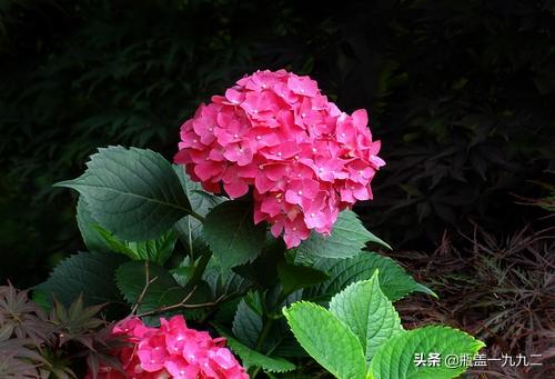 3朵绣球花的花语:绣球花一个枝头上有多个花苞，正常吗？绣球花盆栽该如何养护？