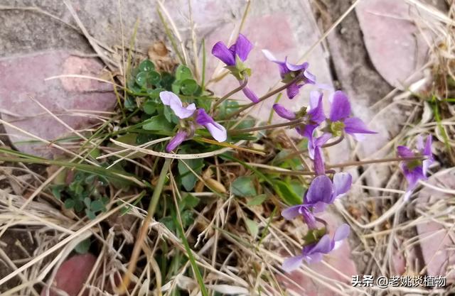 头条问答 紫花地丁几月份开花 它有什么利用价值 养花大全的回答 0赞