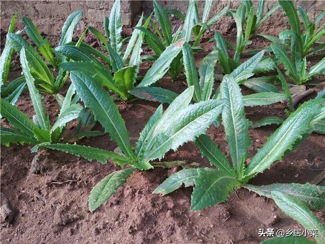 头条问答 农家菜园种植的油麦菜 施用农家肥 拒绝农药 能够健壮地生长吗 桂农莹姐的回答 0赞