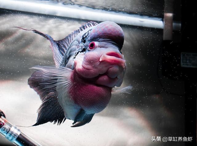 小罗汉鱼价格:罗汉鱼在热带鱼里面属于什么档次的鱼？