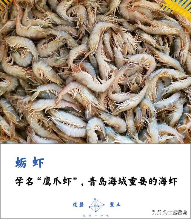 龙趸王:中国四个海哪个海里的海鲜好吃，为什么