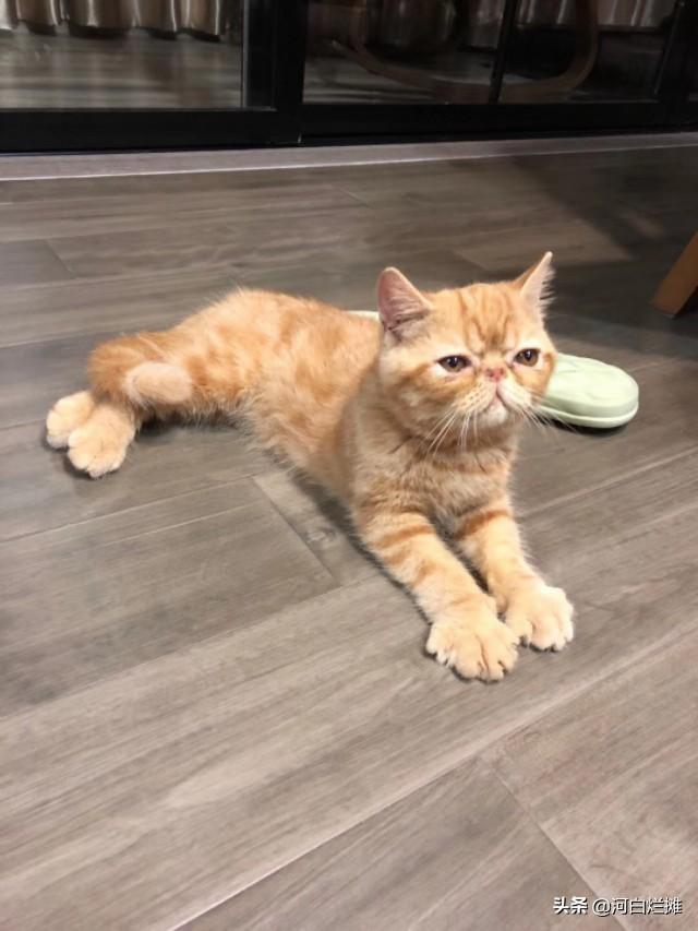 给猫猫吸的猫薄荷是什么:猫薄荷对猫有没有吸引力？ 猫猫吃了猫薄荷有什么好处
