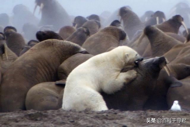 北极熊喝水死亡:北极熊在北极怎么喝水 为什么有人说，宁可看着北极熊饿死，也不能投食？