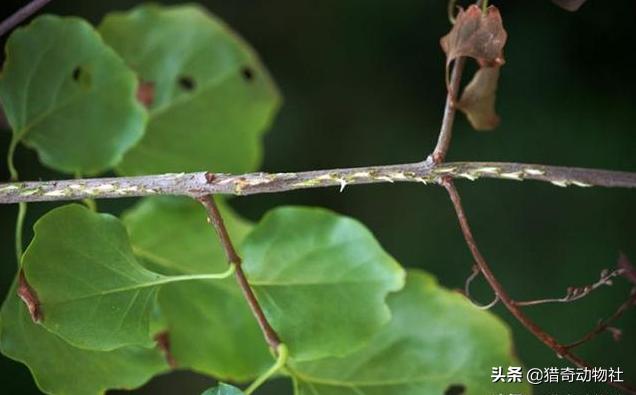 幼蝉猴吃哪个部位:如何对付无花果树的天敌---天牛？