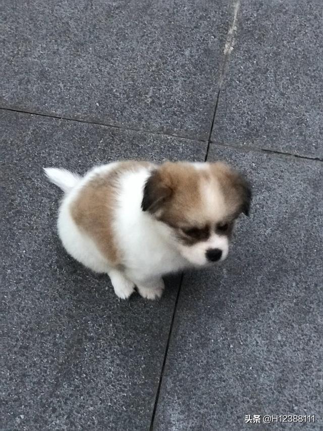 谁认识这只小狗的品种？身边有狗类专家帮问问。是串串吗？