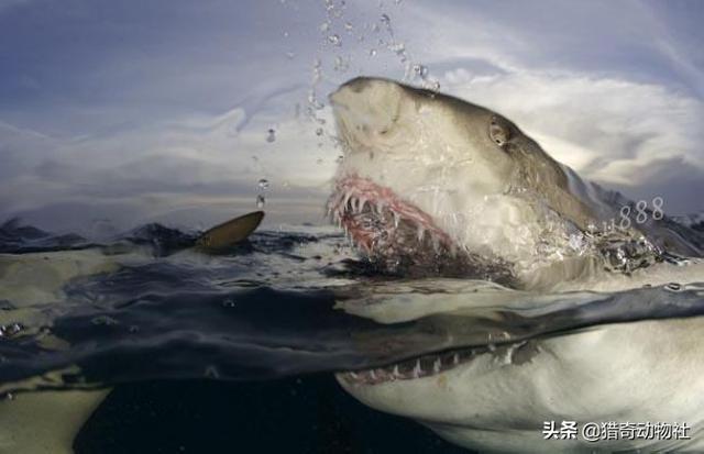 海中凶猛鱼类图片:鲨鱼吃白鲸么？白鲸这么温顺，打的过鲨鱼么？