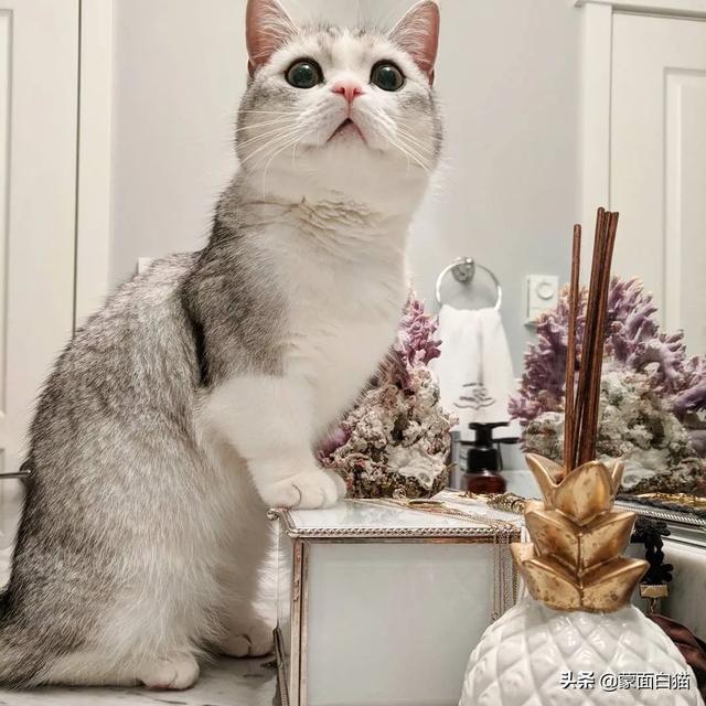 为什么晚上睡觉时猫咪总喜欢靠近自己的头，而且咕噜声还很大？插图14