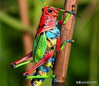 唐太宗吞蝗:古代有很多蝗灾，为什么现在很少有了？